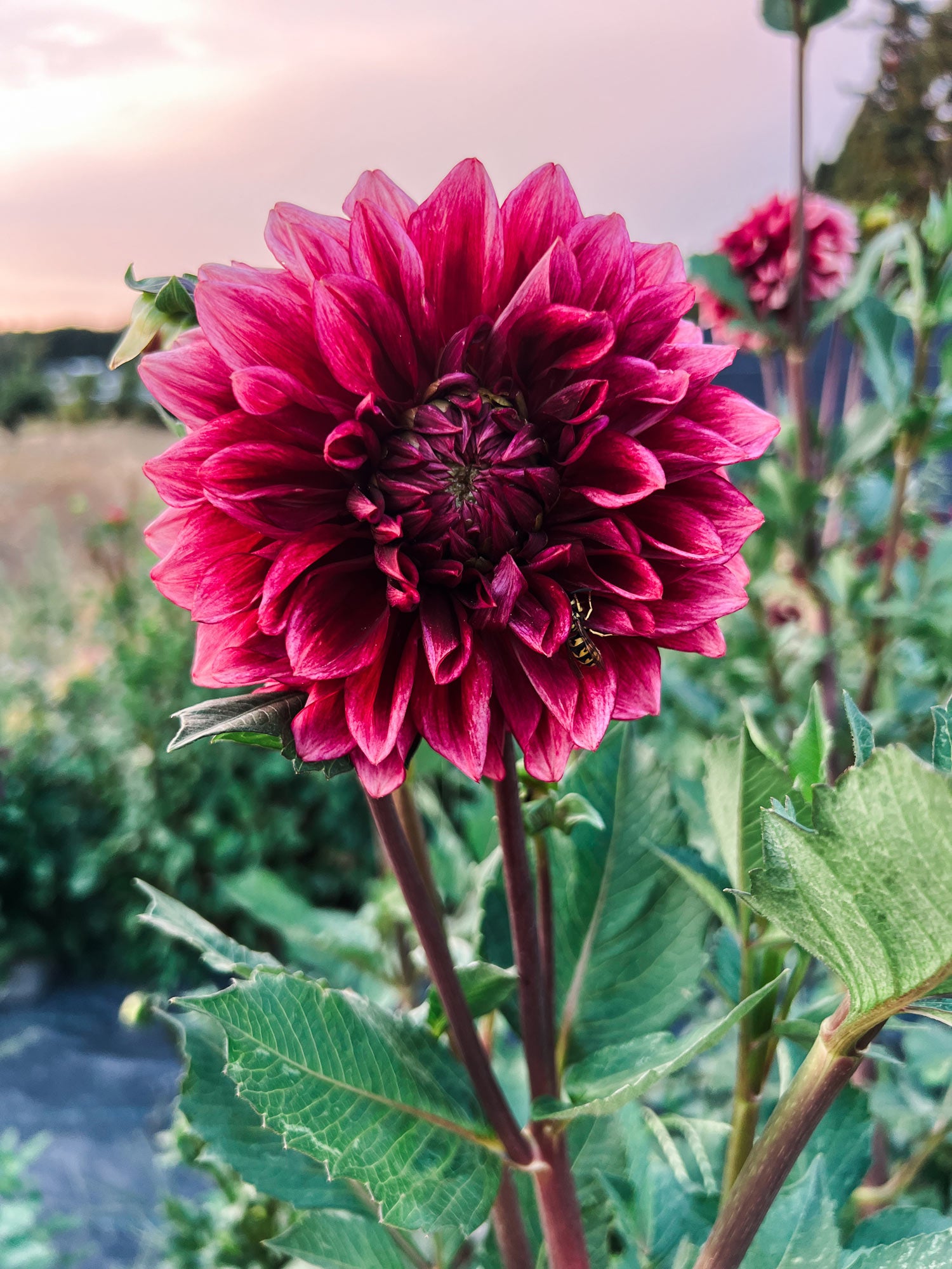 Dahlia bloom