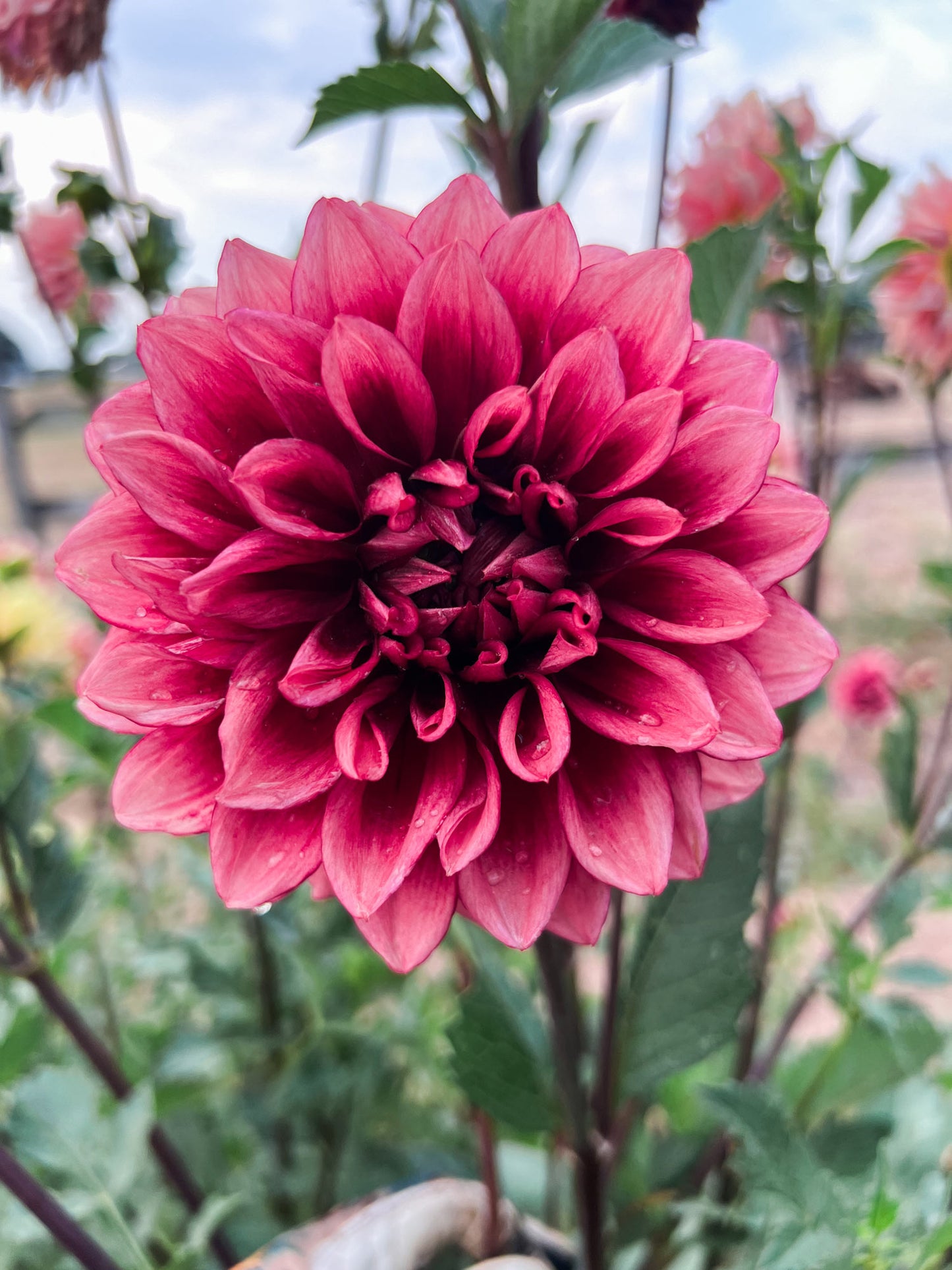 Dahlia bloom