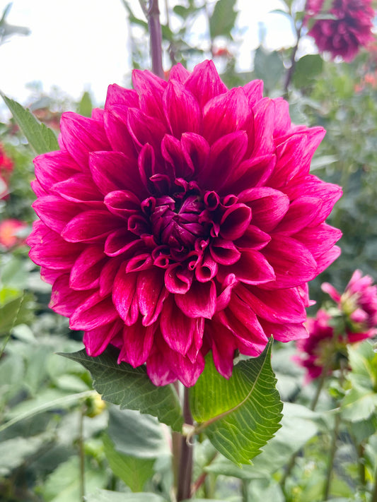 Dahlia bloom