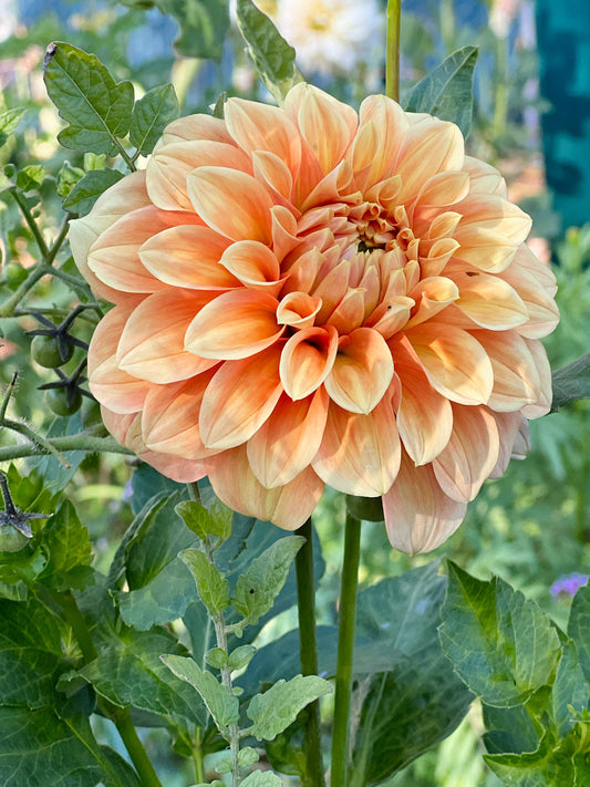 Dahlia bloom
