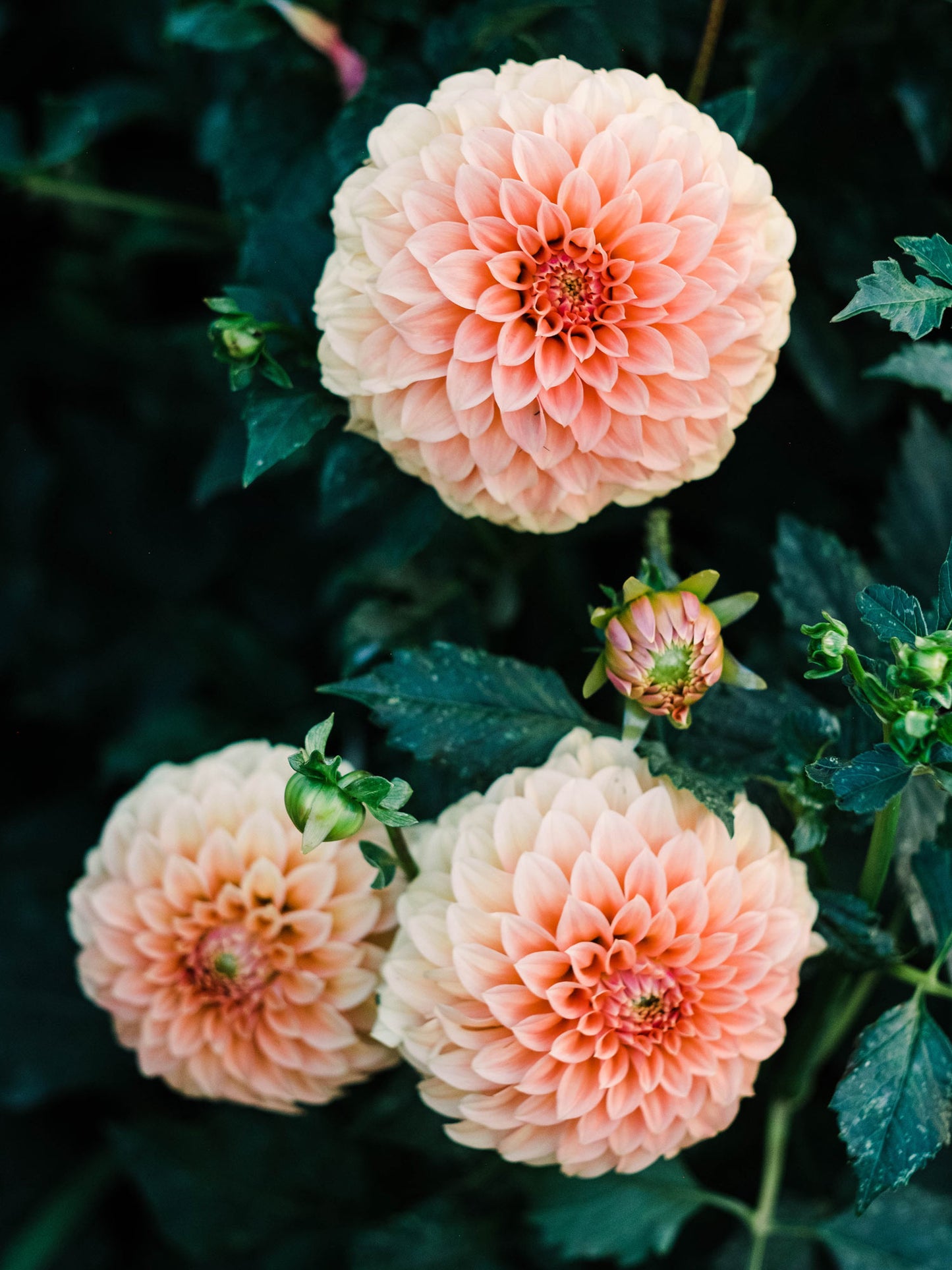 Dahlia bloom