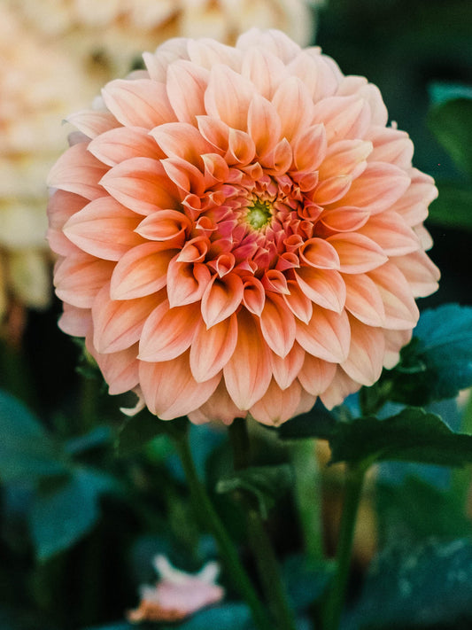 Dahlia bloom
