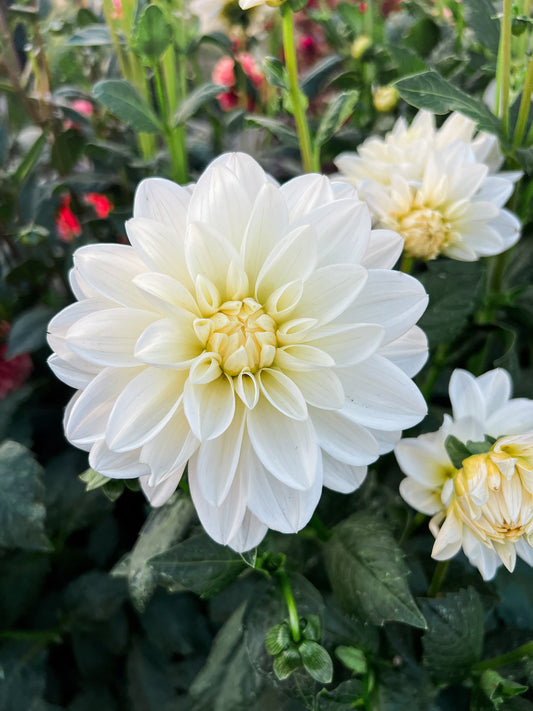 Dahlia bloom