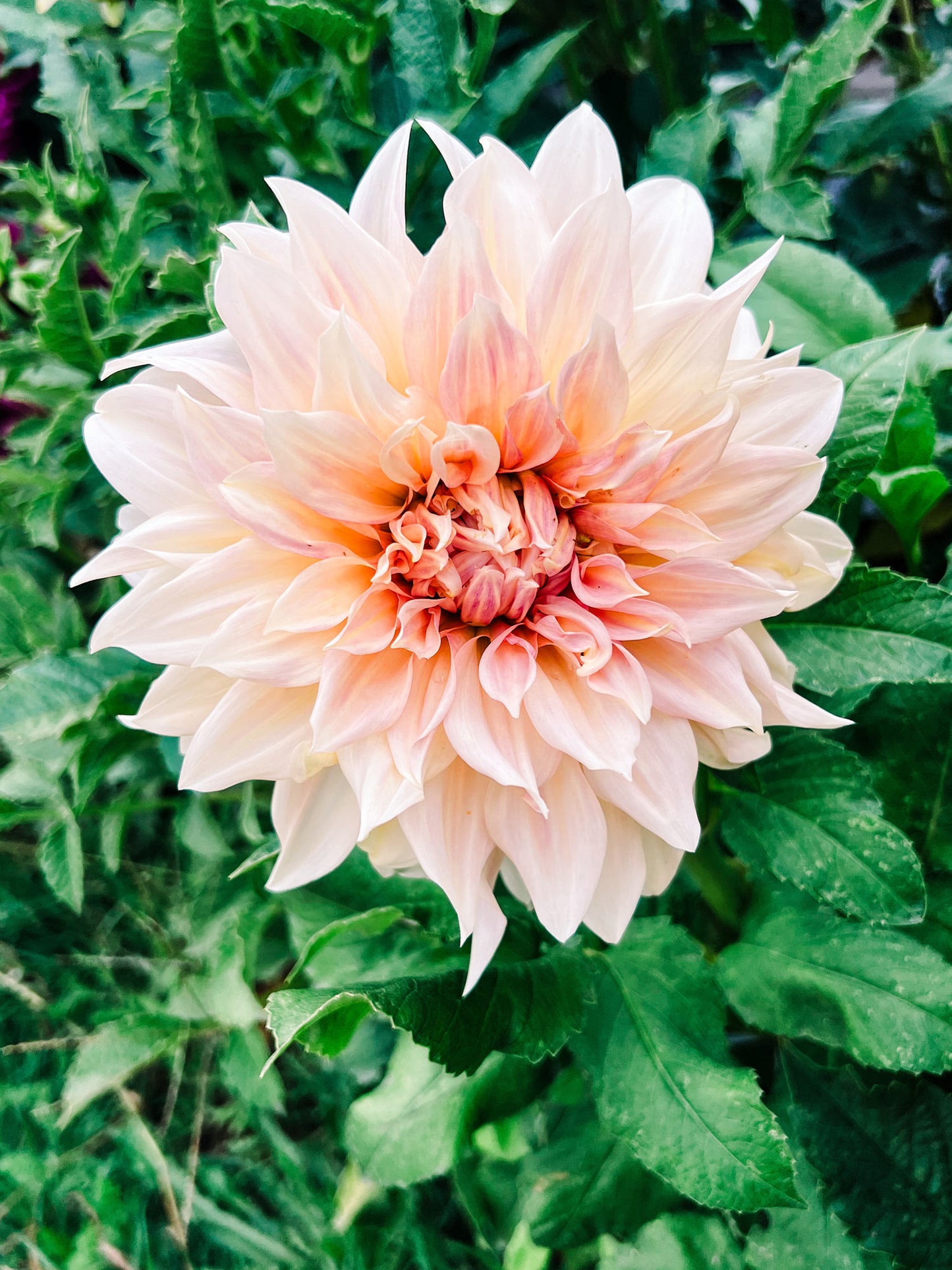 Dahlia bloom