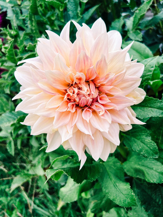 Dahlia bloom