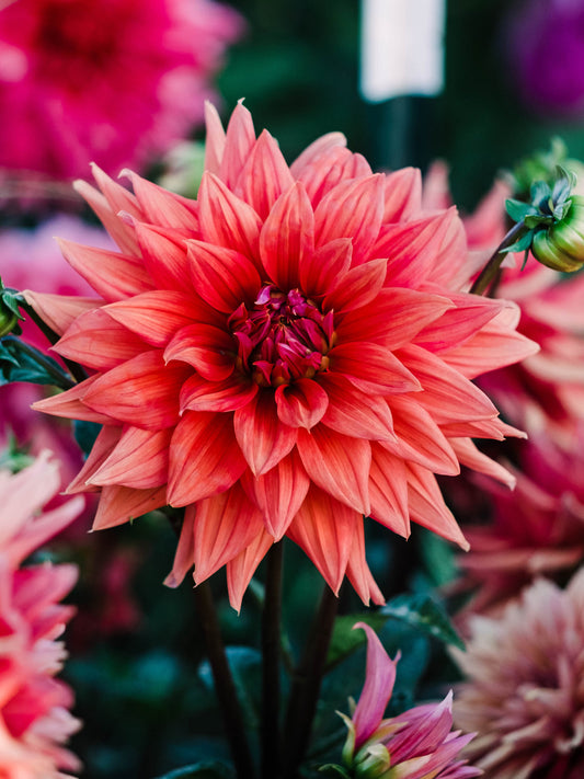 Dahlia bloom