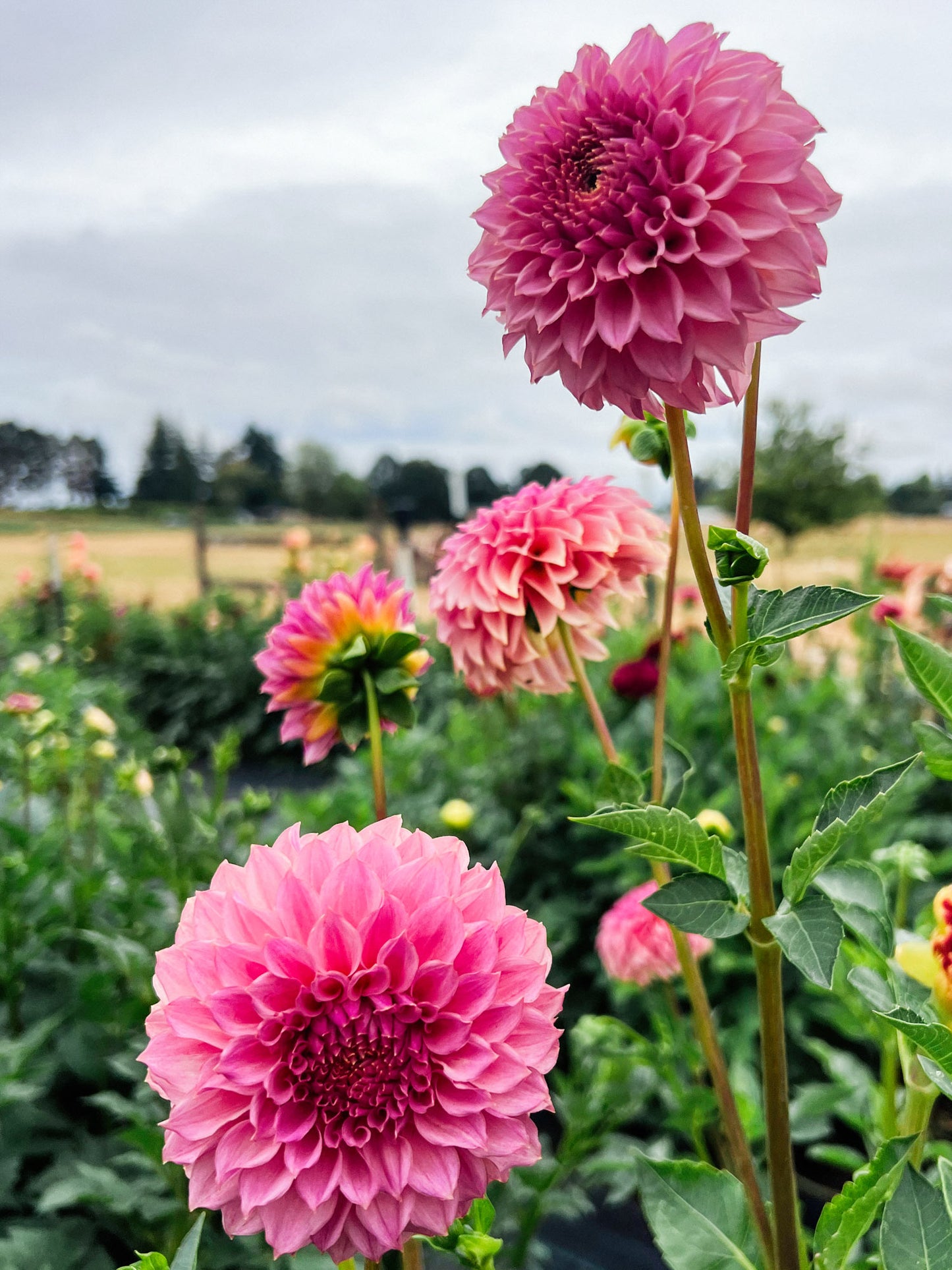 Dahlia bloom