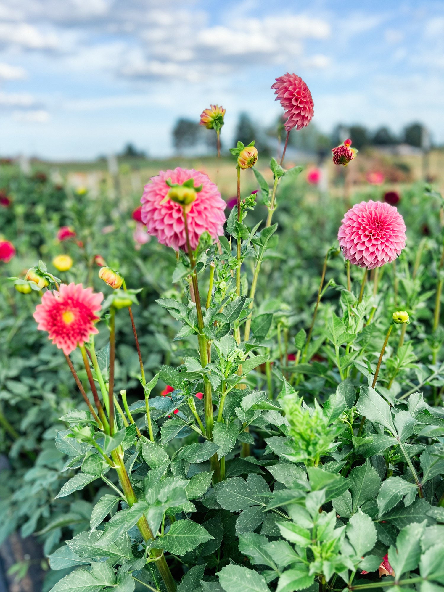 Dahlia bloom