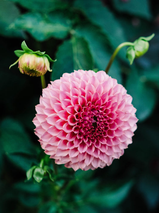Dahlia bloom