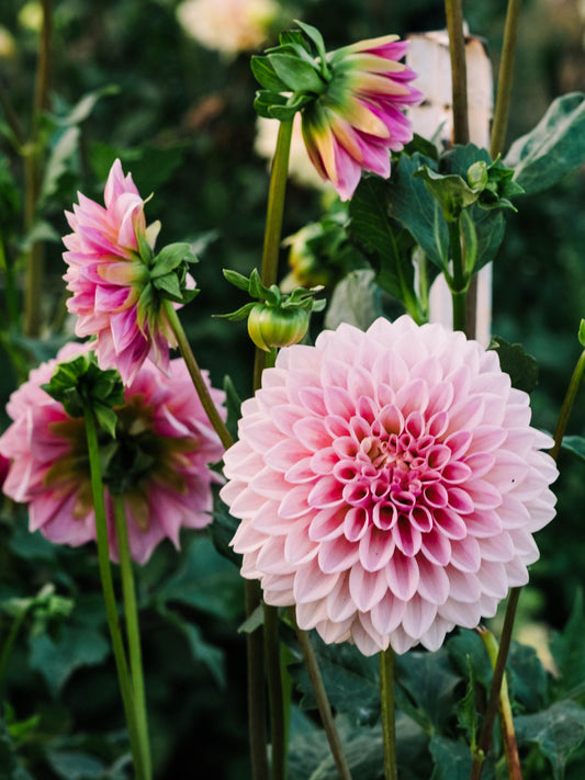 Dahlia bloom