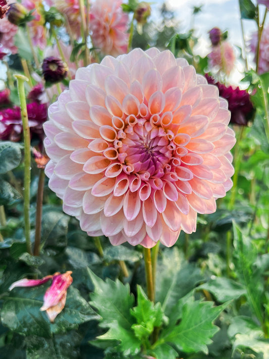 Dahlia bloom