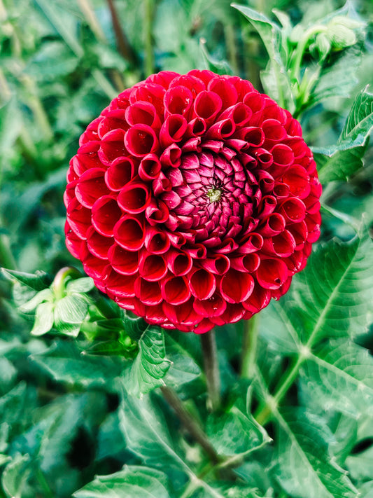 Dahlia bloom