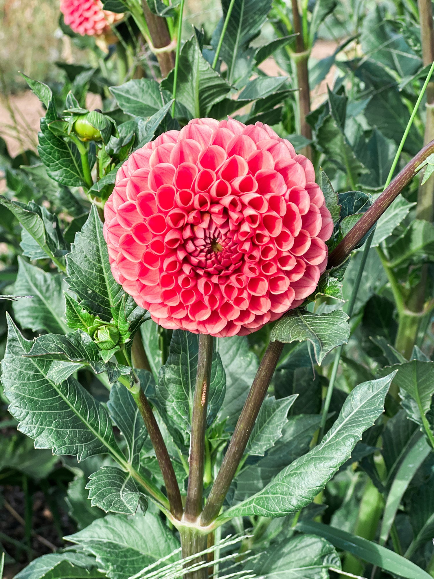 Dahlia bloom
