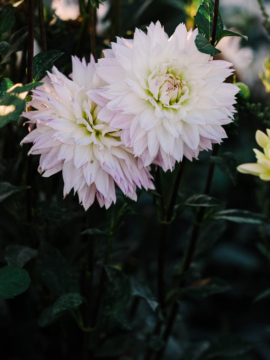 Dahlia bloom