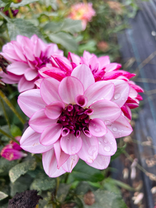 Dahlia bloom