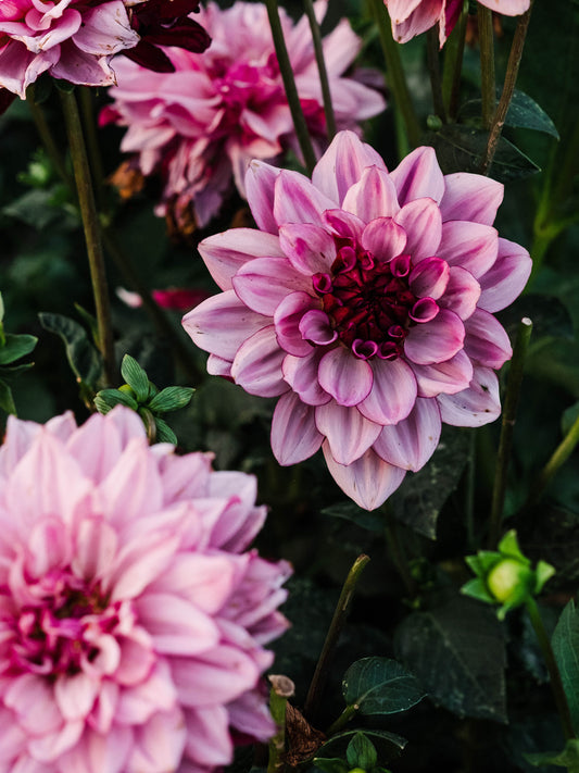 Dahlia bloom