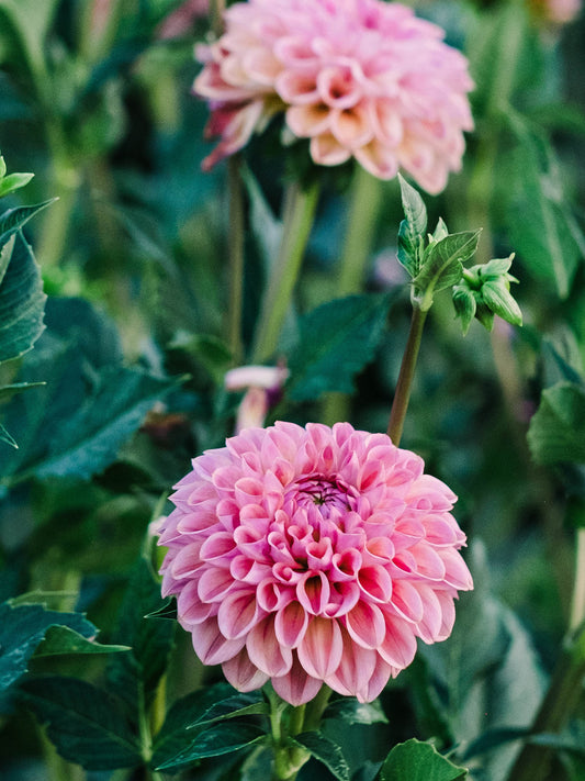 Dahlia bloom