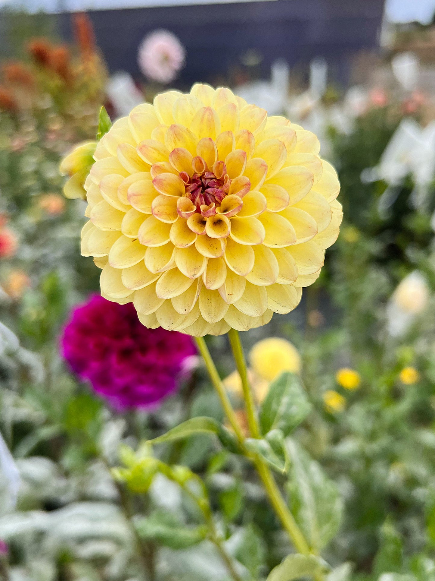Dahlia bloom