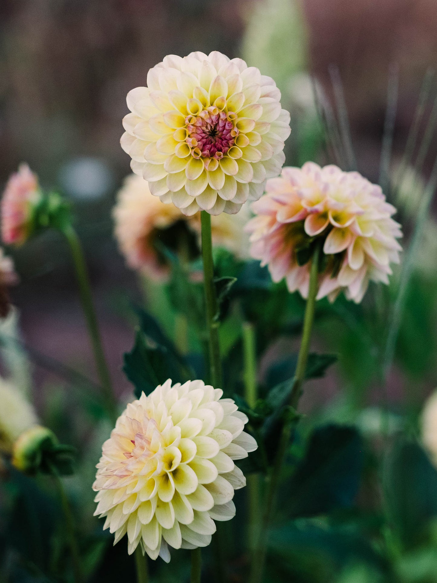 Dahlia bloom