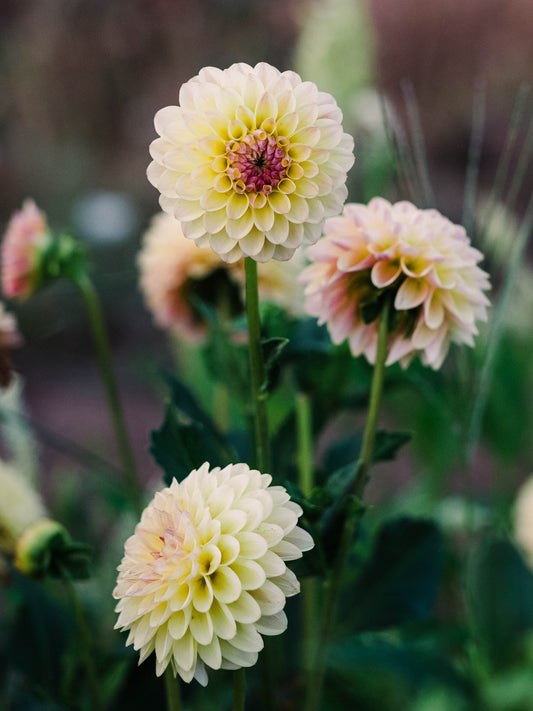 Dahlia bloom