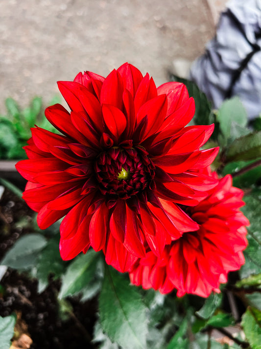 Dahlia bloom