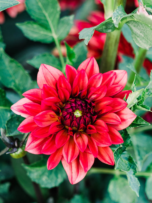 Dahlia bloom