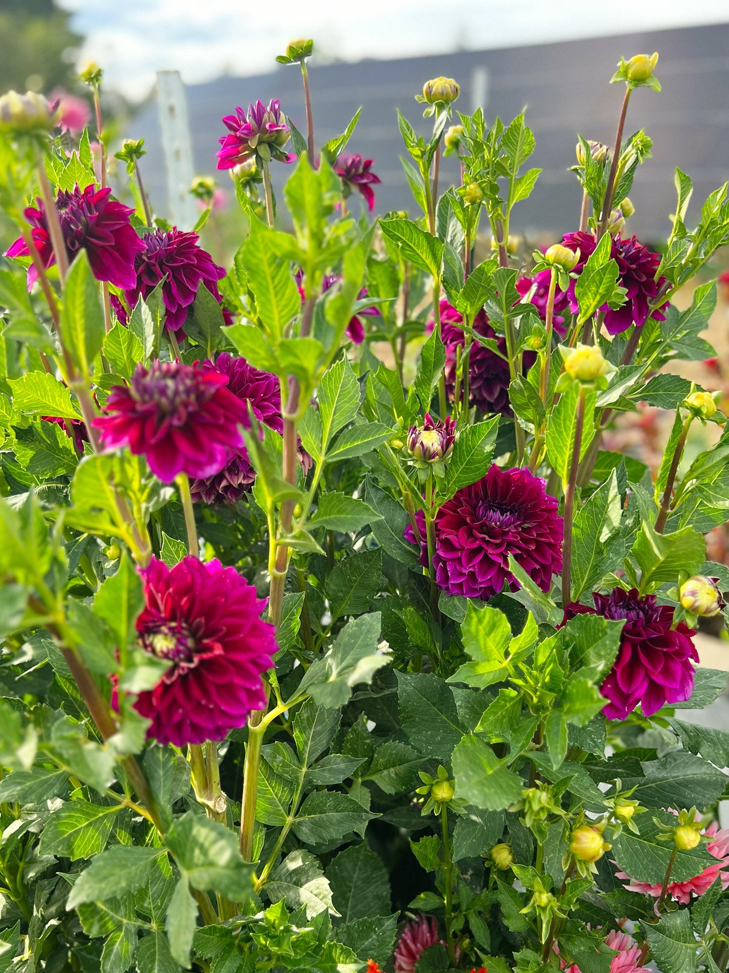 Dahlia bloom