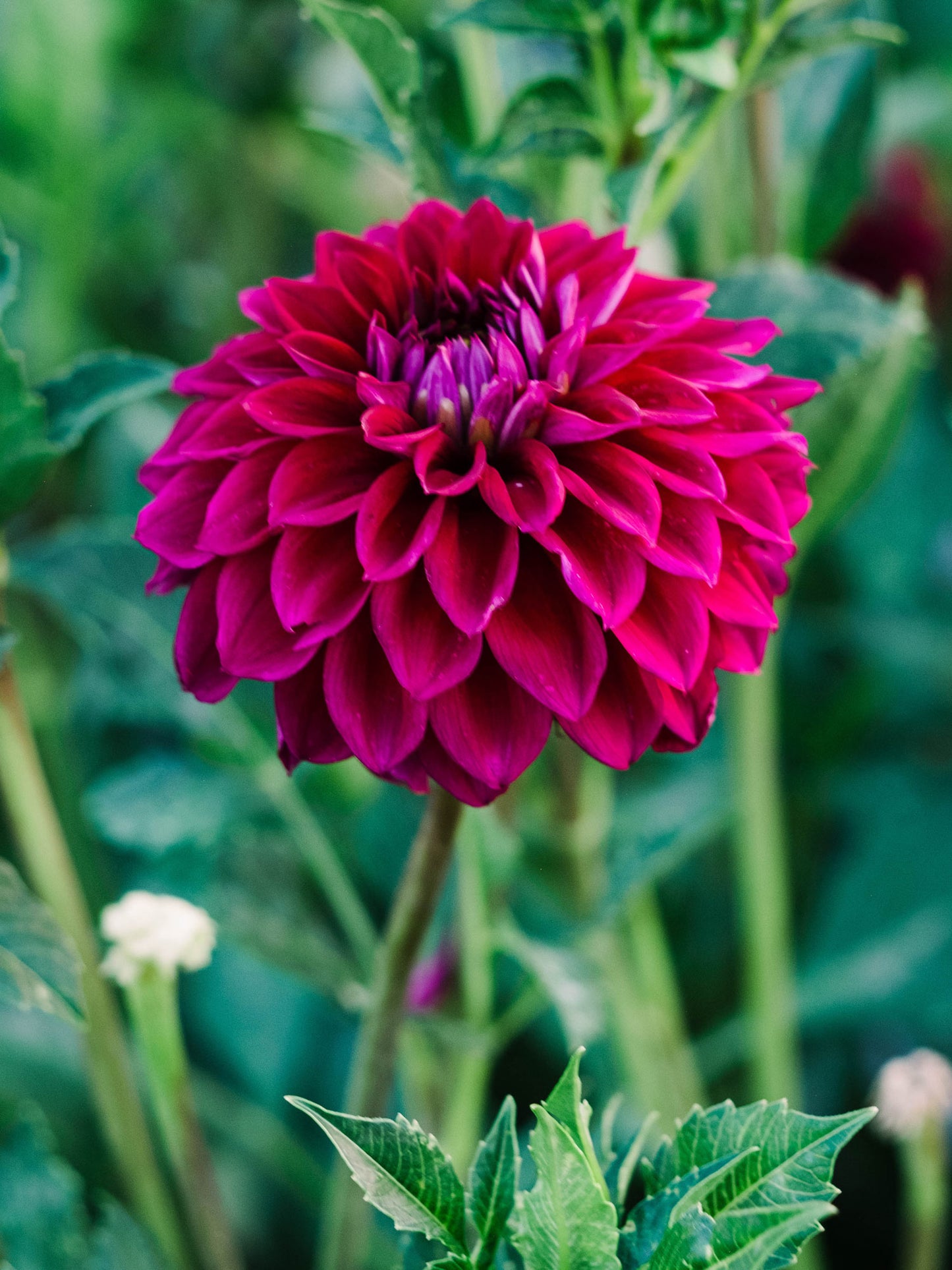 Dahlia bloom