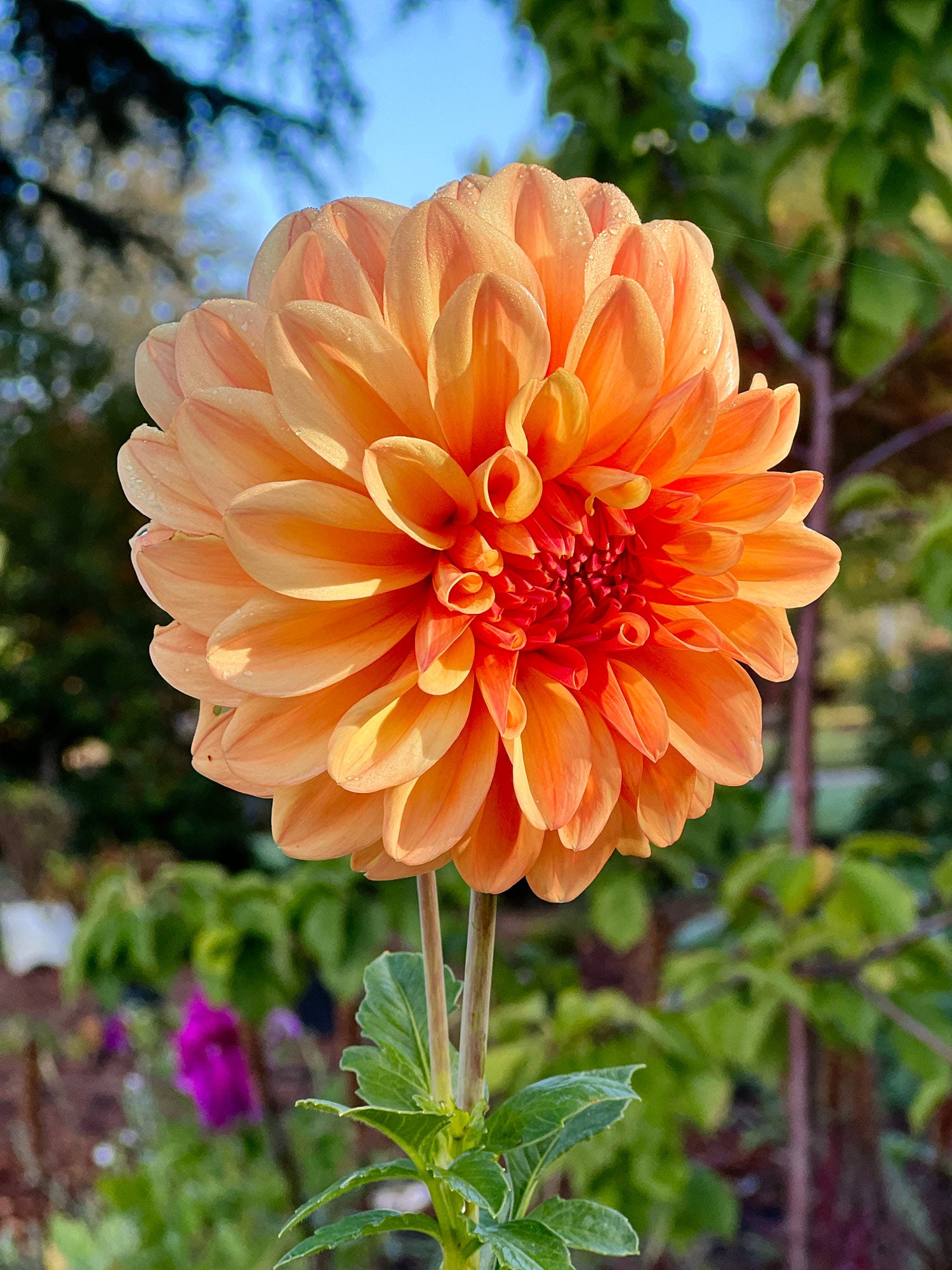 Dahlia bloom
