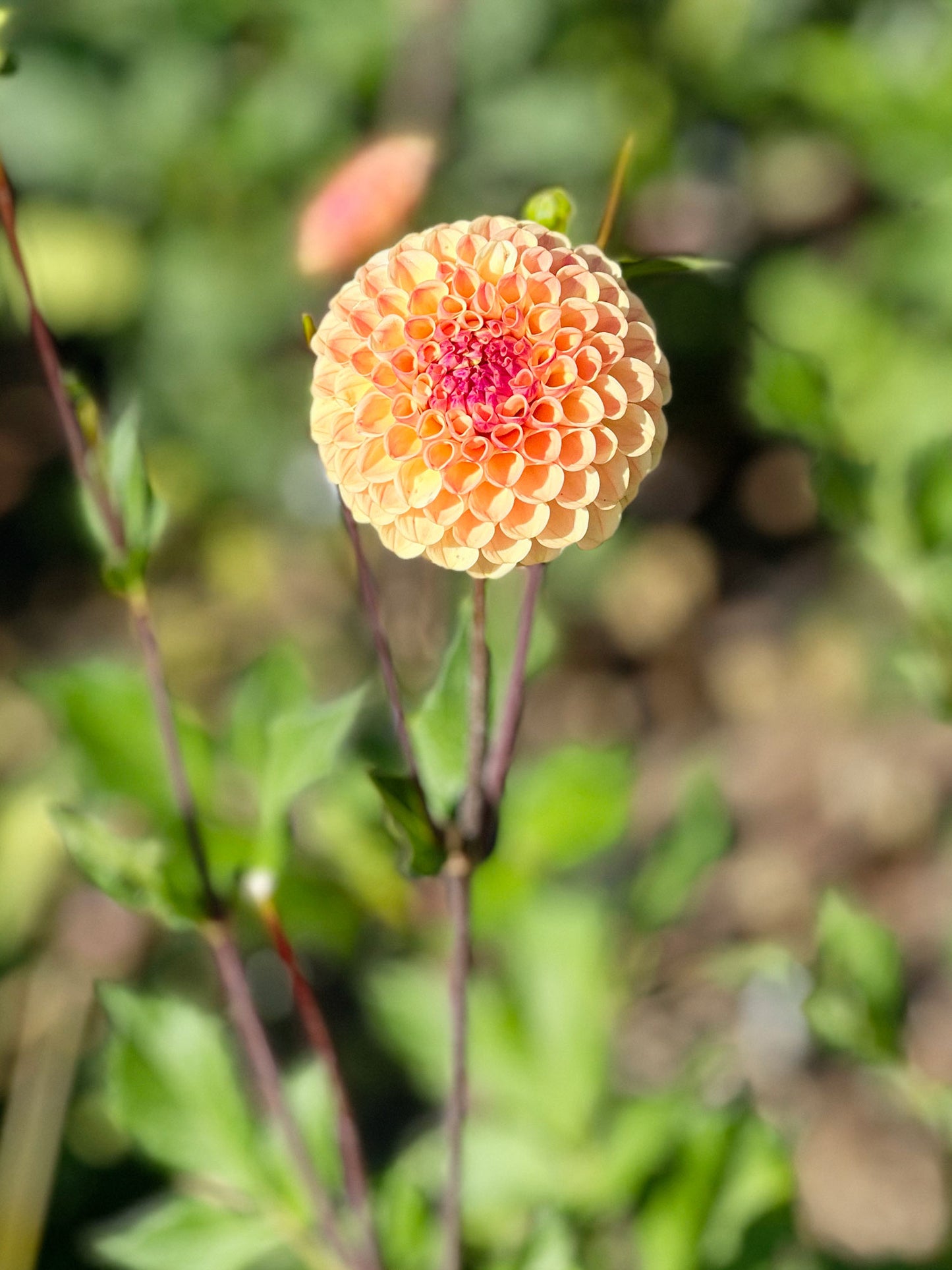 Dahlia bloom