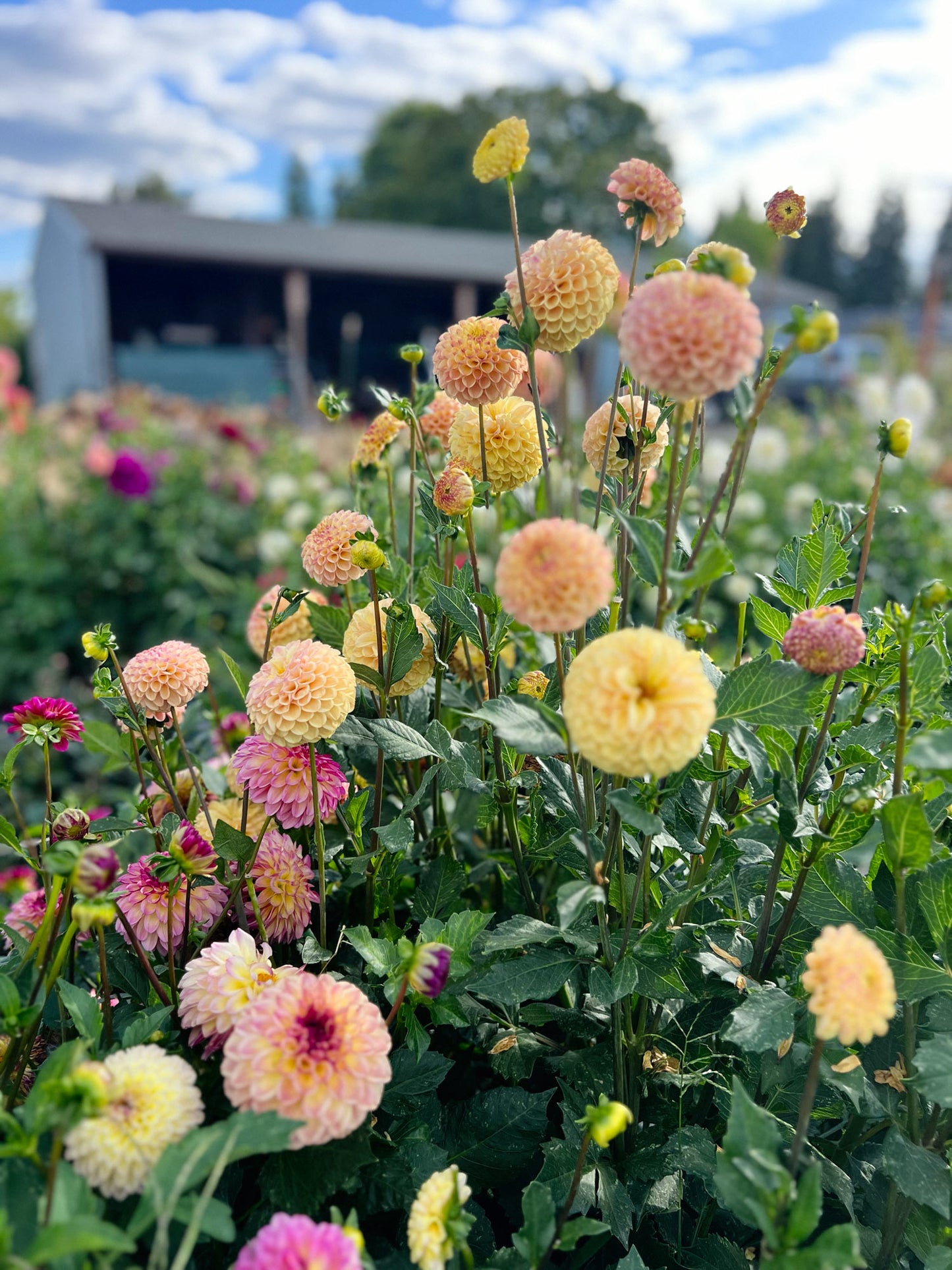 Dahlia bloom