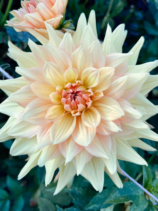 Dahlia bloom