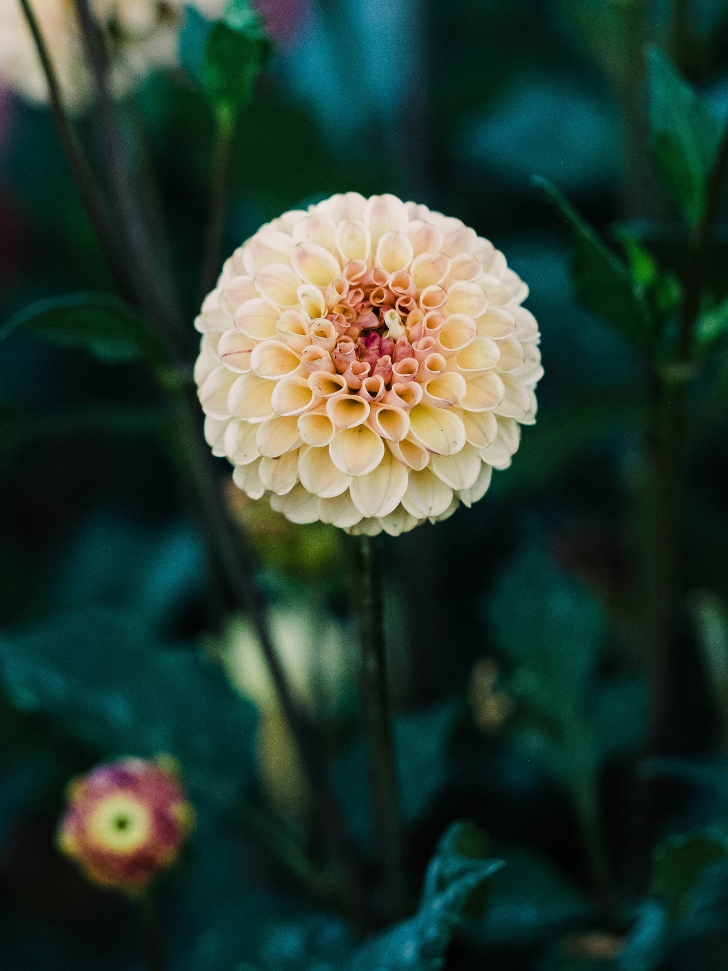 Dahlia bloom