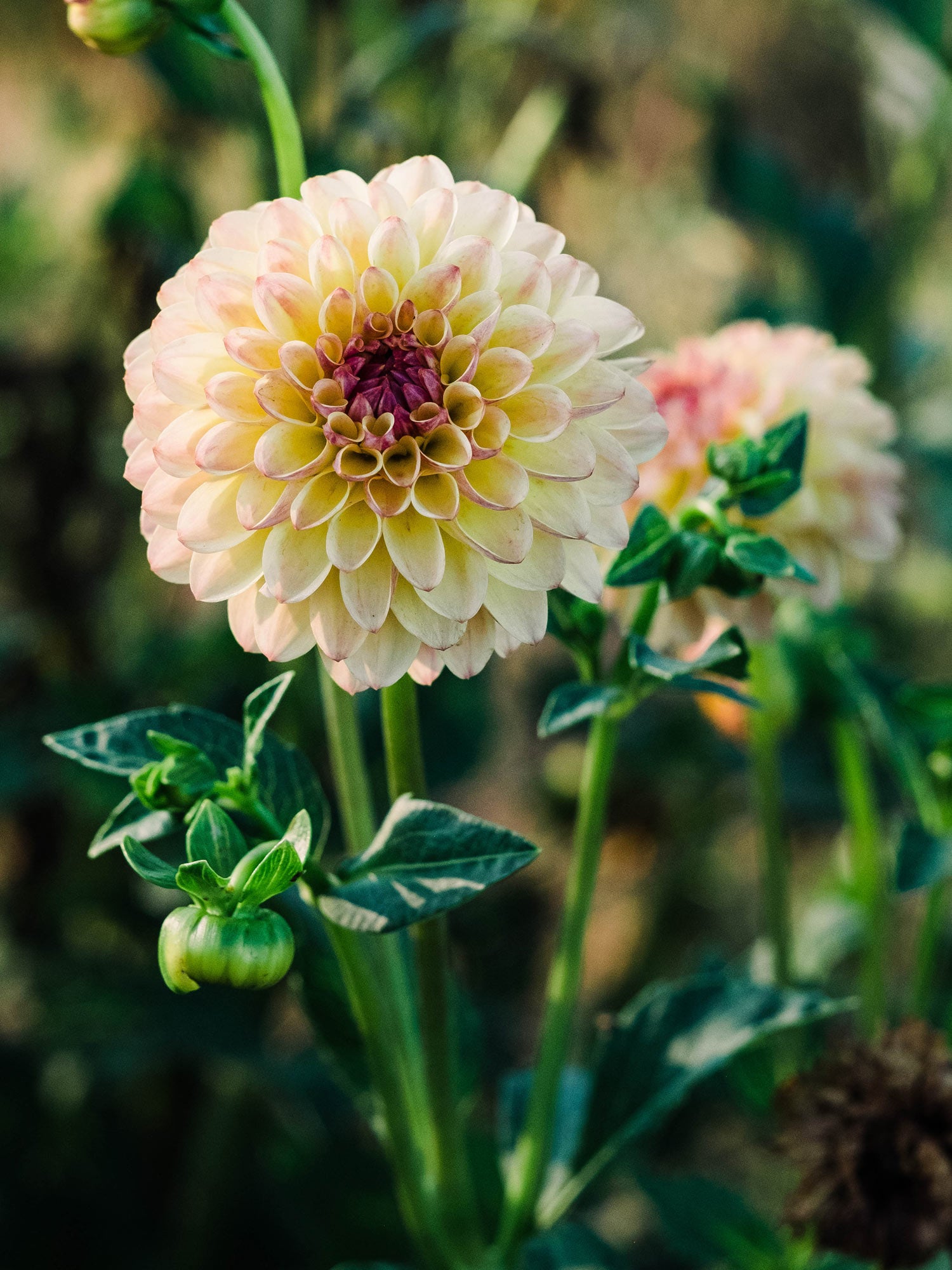 Dahlia bloom
