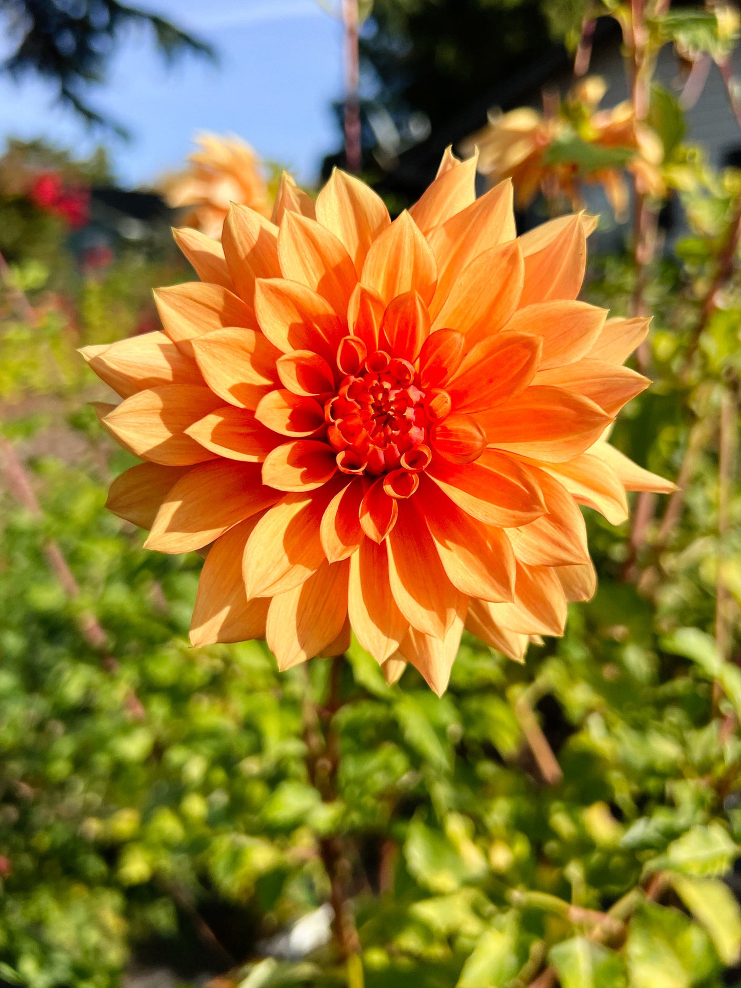 Dahlia bloom