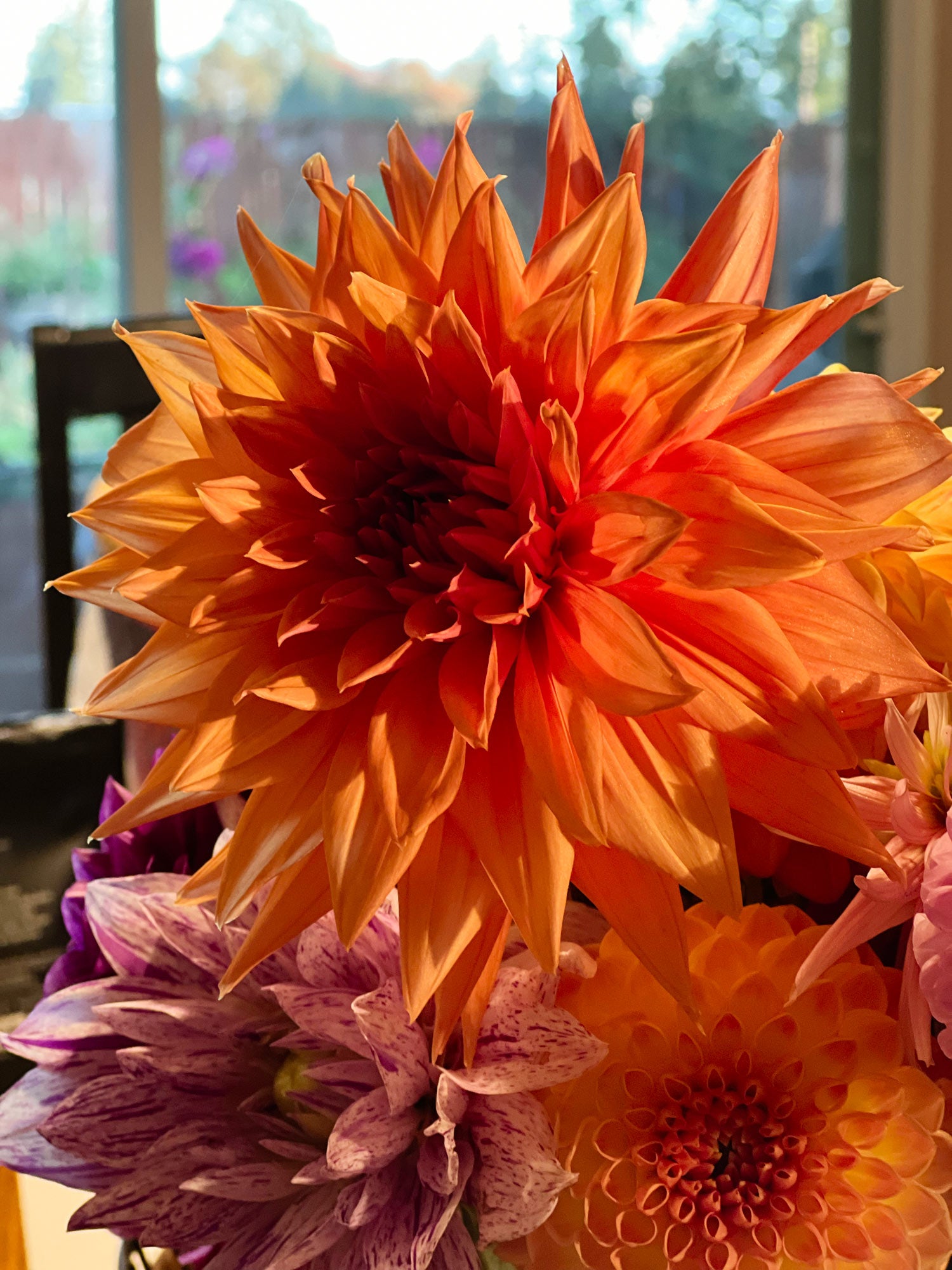 Dahlia bloom