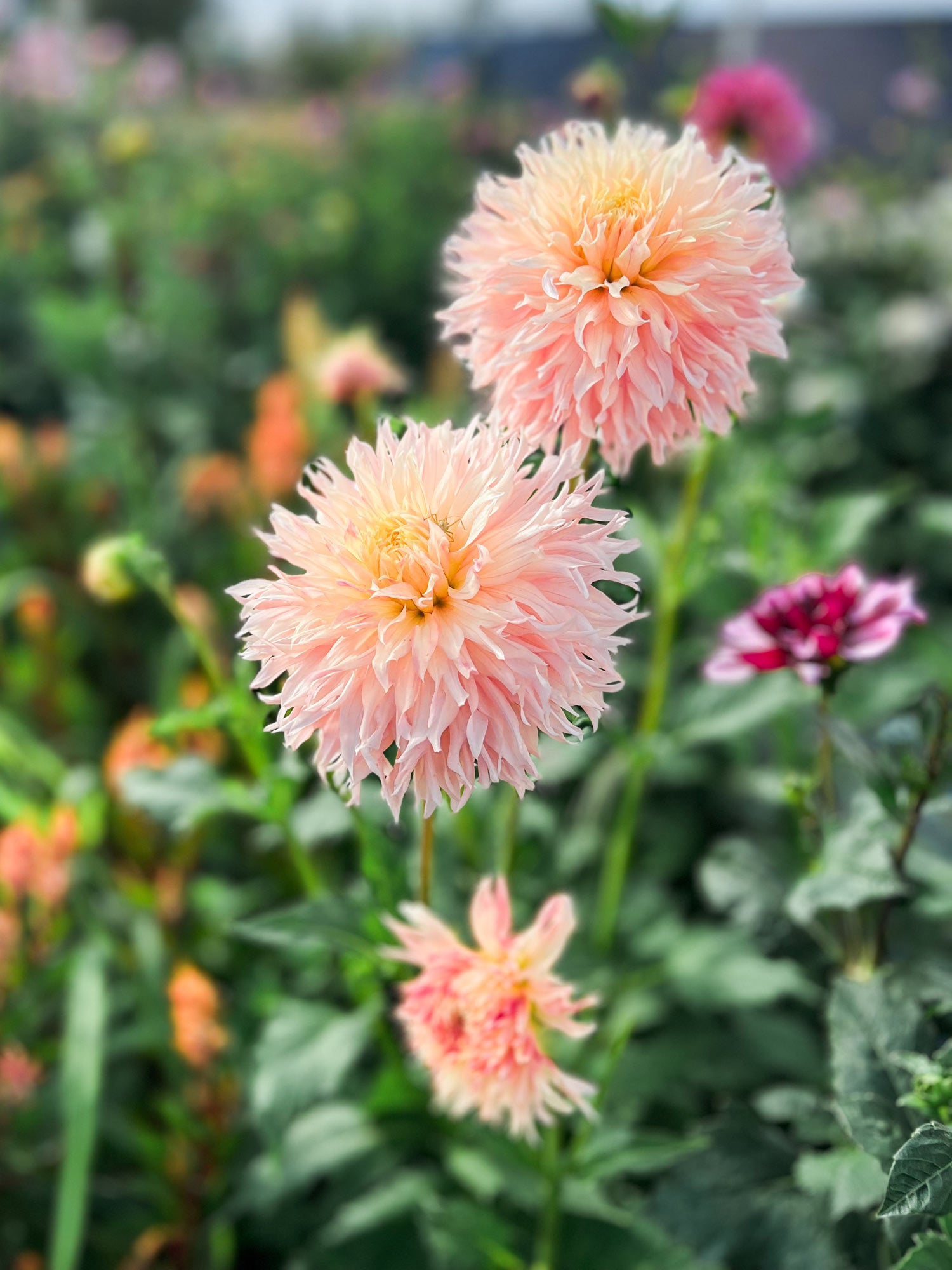 Dahlia bloom
