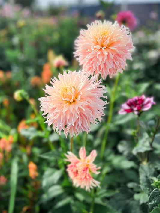 Dahlia bloom