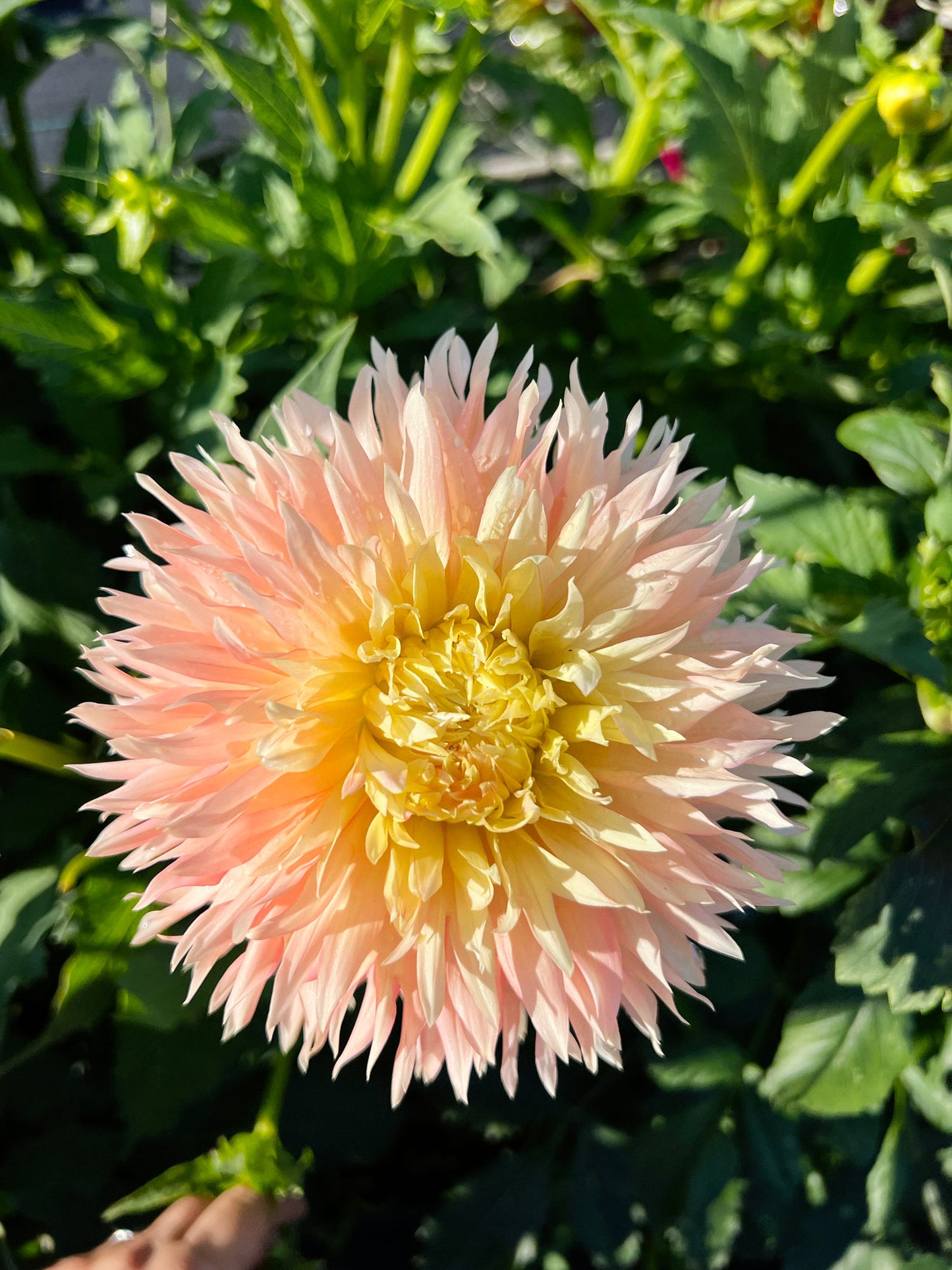 Dahlia bloom
