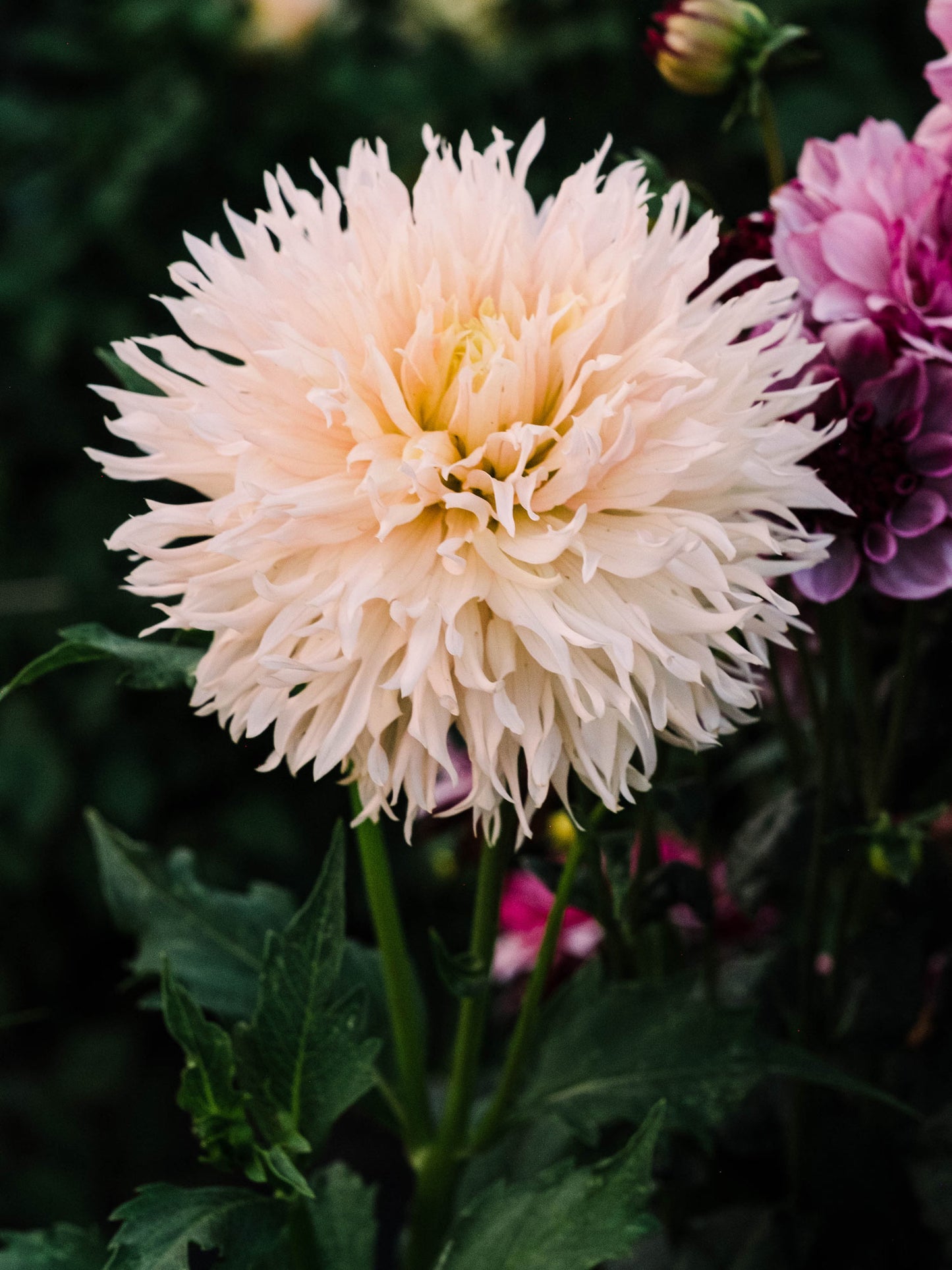 Dahlia bloom
