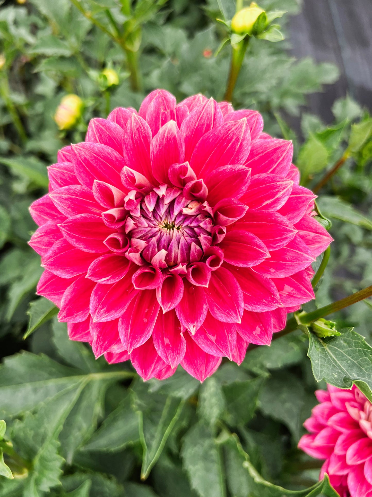 Dahlia bloom