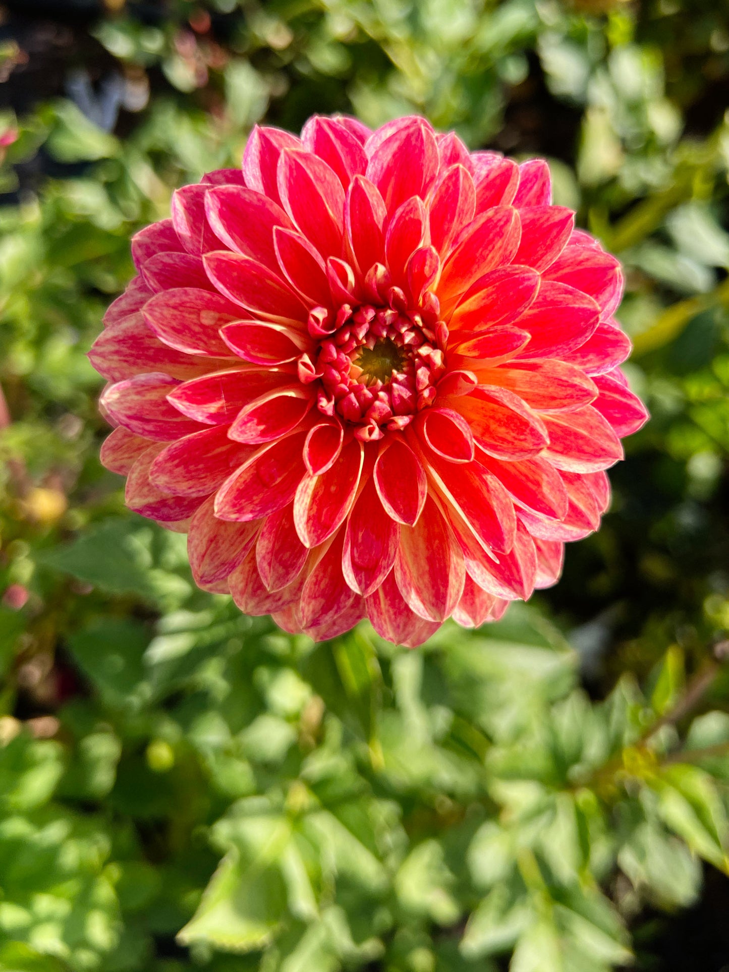 Dahlia bloom