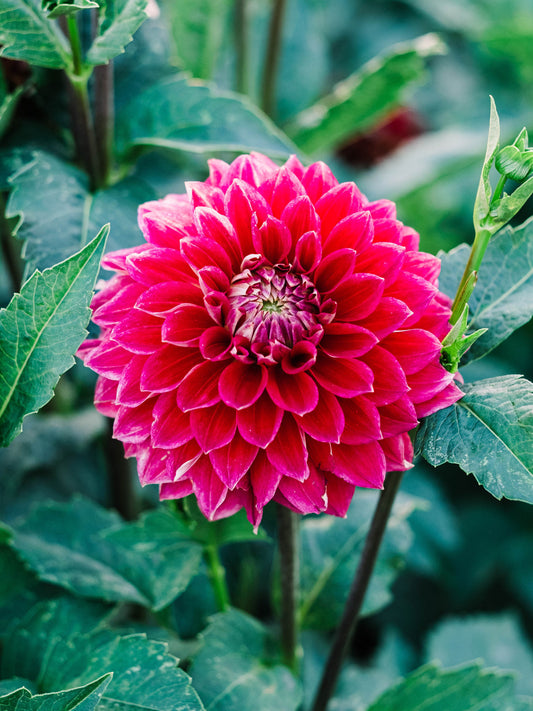 Dahlia bloom