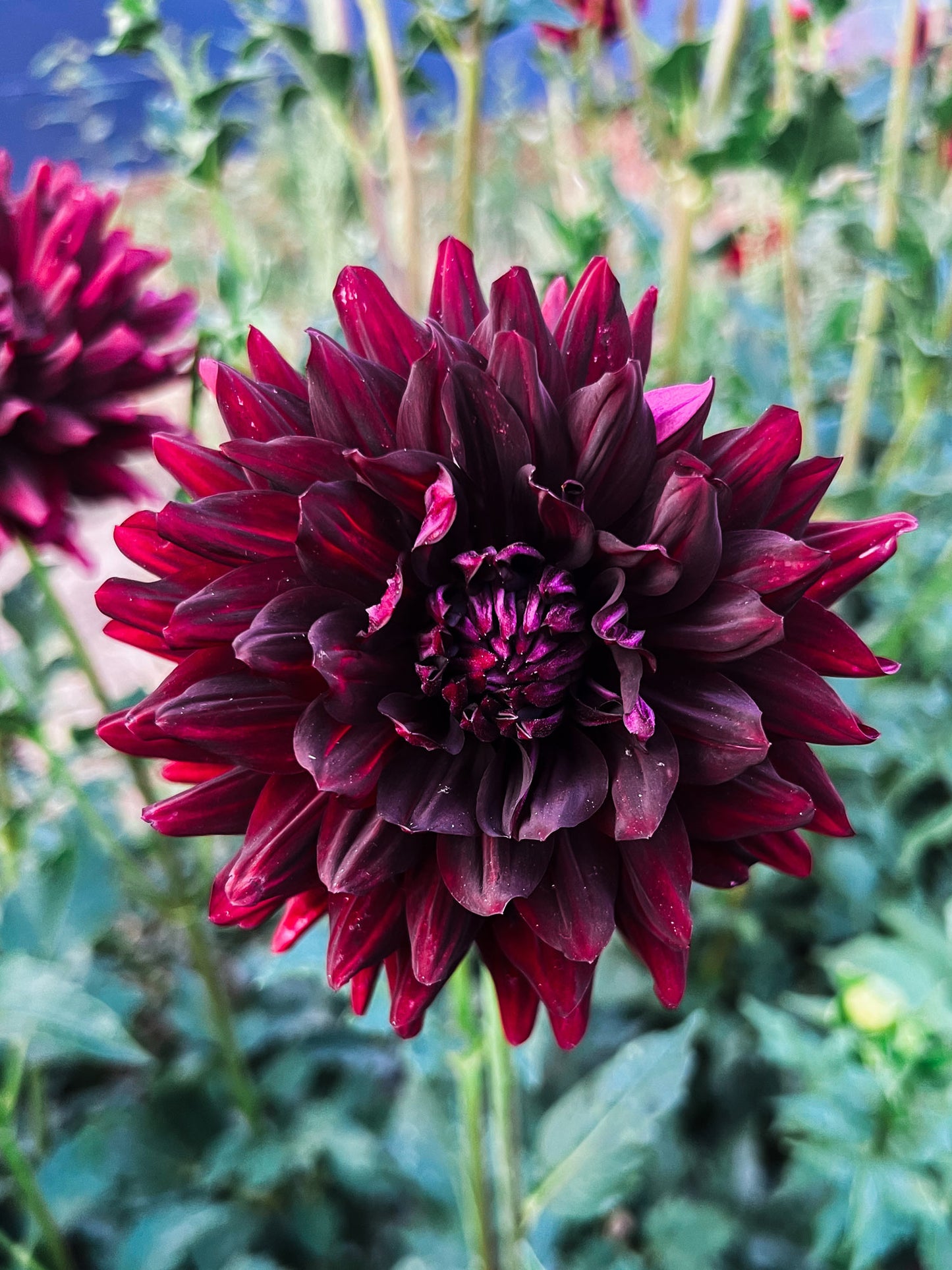 Dahlia bloom