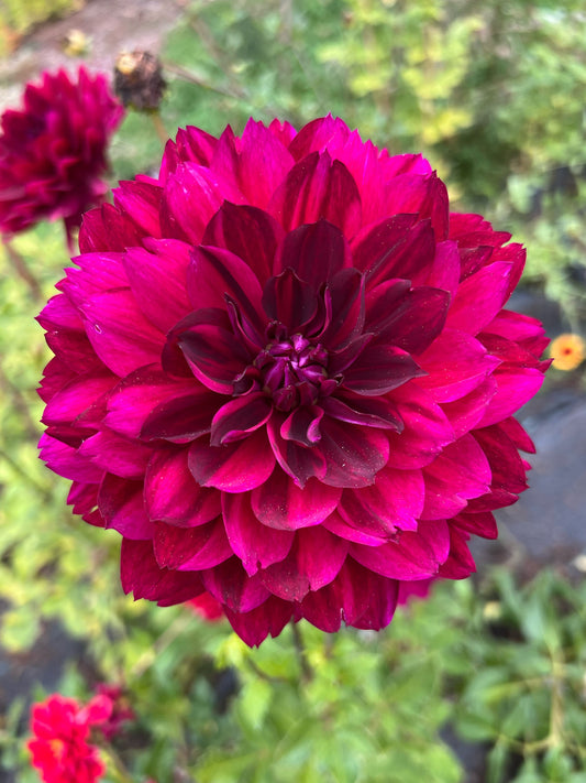 Dahlia bloom