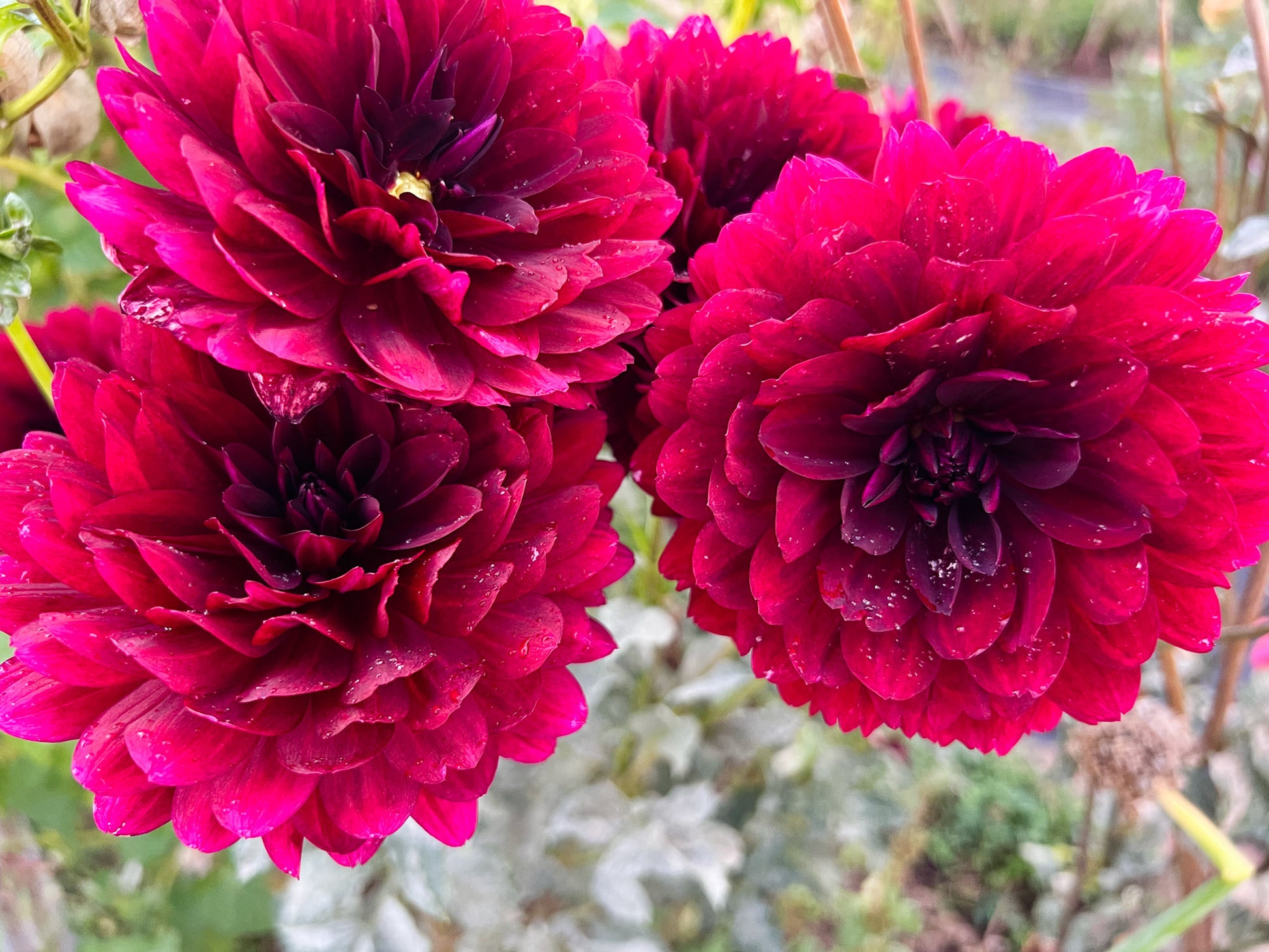 Dahlia bloom