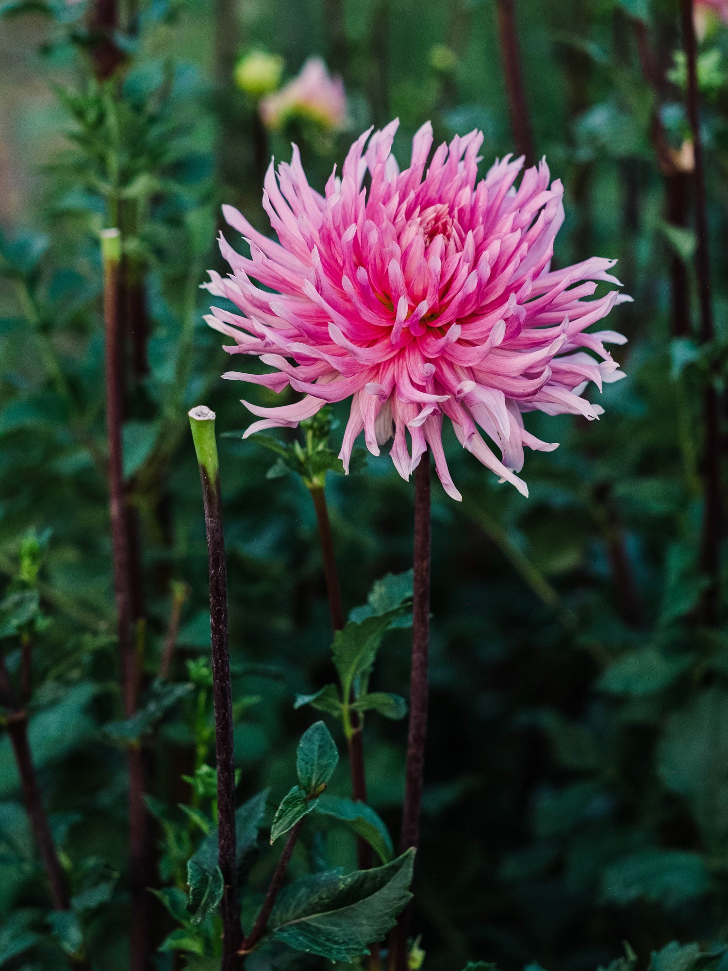 Dahlia bloom