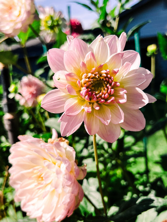 Dahlia bloom