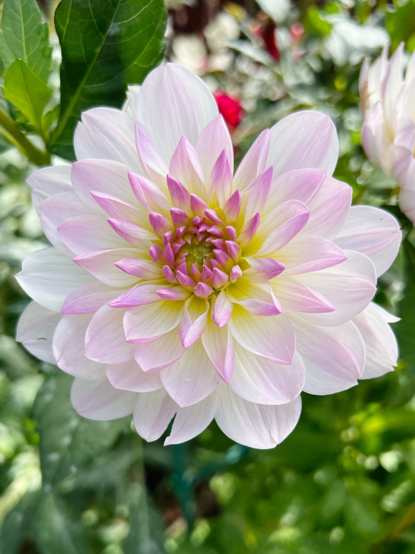 Dahlia bloom