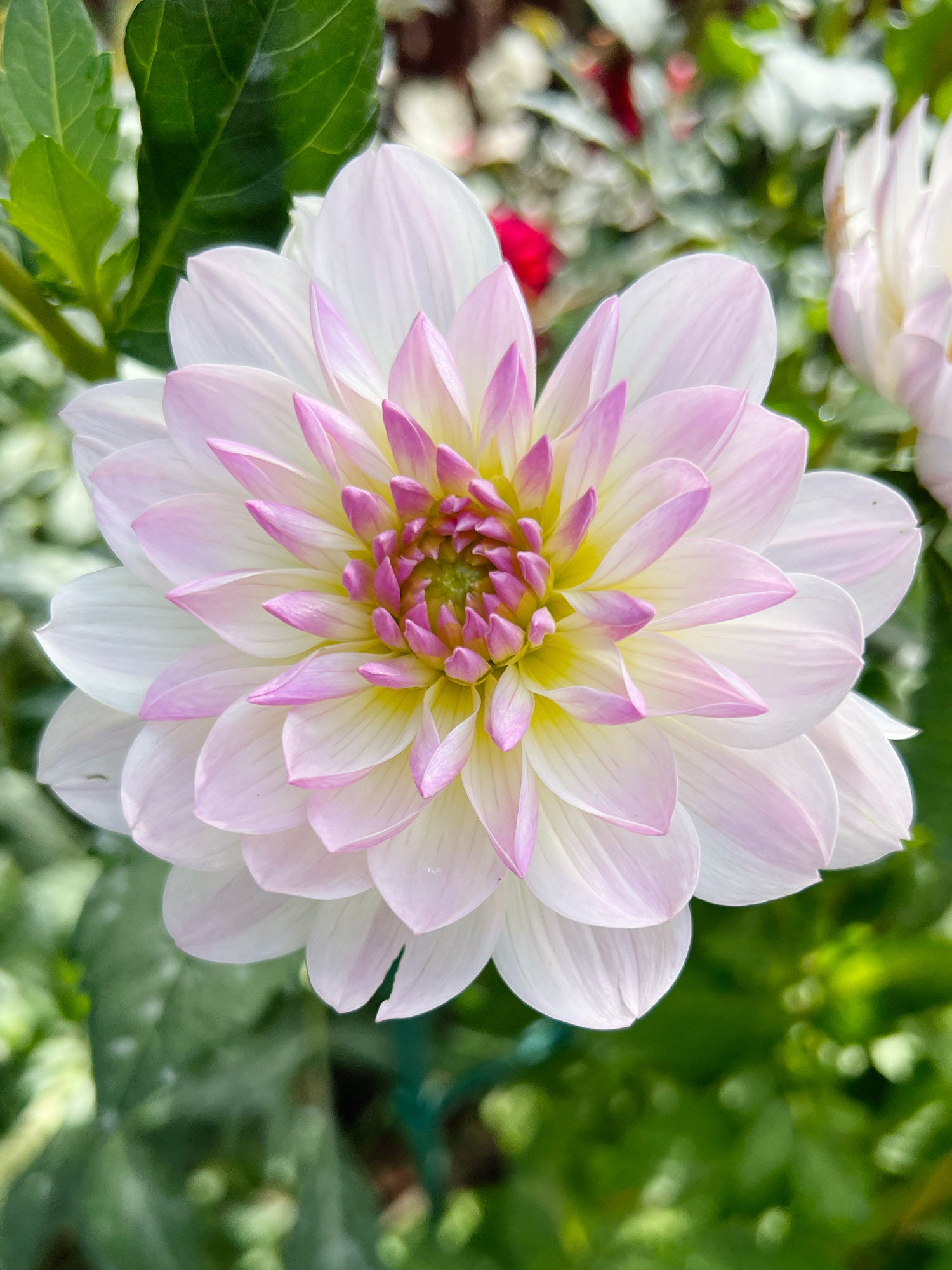 Dahlia bloom
